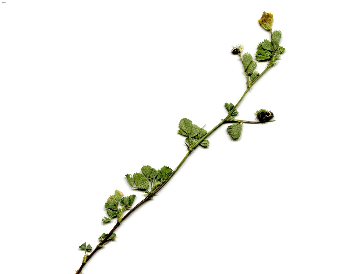 Medicago rigidula (Fabaceae)